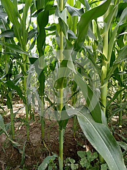 MaizeÃÂ & x28;/meÃÂªz/ÃÂ MAYZ;ÃÂ Zea Mays; Young Stalks photo